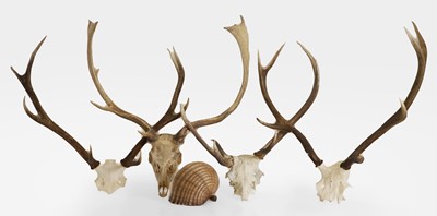 Lot 250 - Four antler skull mounts