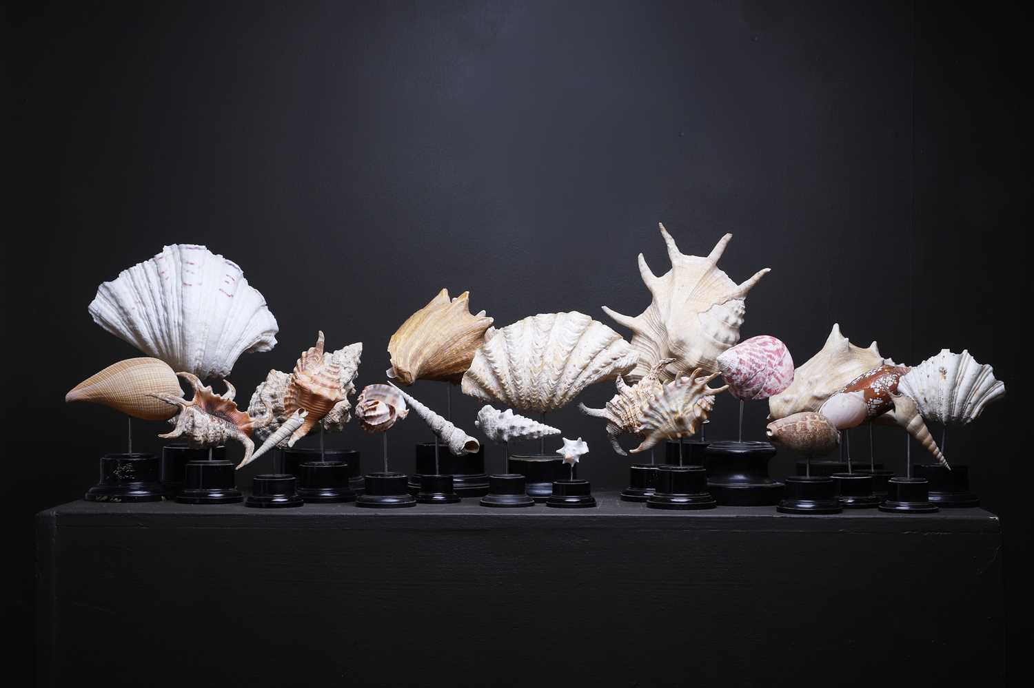 Carl Ridley Shell Collection Lot 56 - A collection of shells,