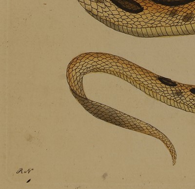 Lot 308 - Frederick Polydore Nodder (c.1751-1800) and Richard Polydore Nodder (1774-1823)