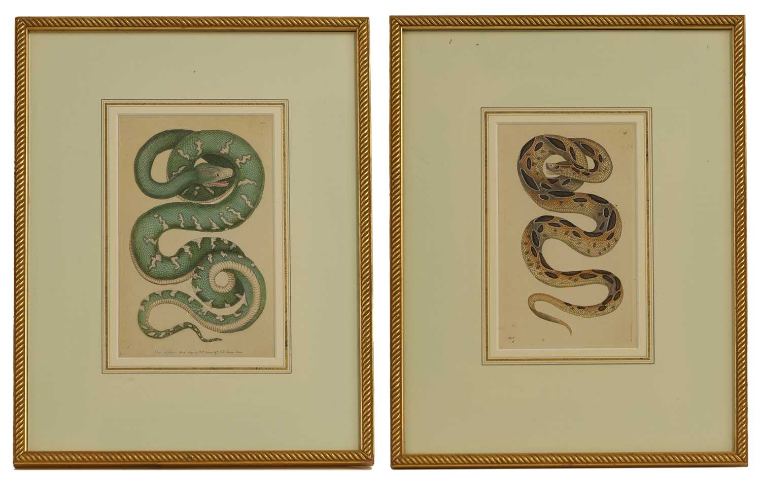 Lot 308 - Frederick Polydore Nodder (c.1751-1800) and Richard Polydore Nodder (1774-1823)