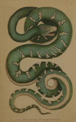 Lot 308 - Frederick Polydore Nodder (c.1751-1800) and Richard Polydore Nodder (1774-1823)