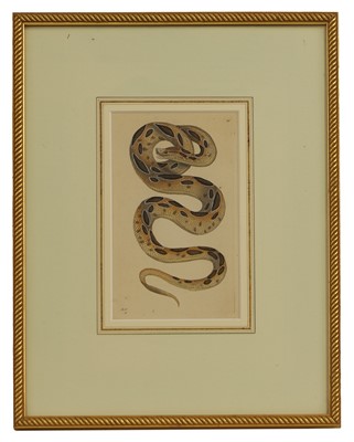 Lot 308 - Frederick Polydore Nodder (c.1751-1800) and Richard Polydore Nodder (1774-1823)