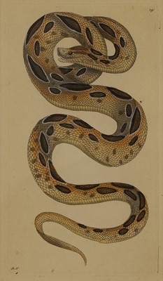 Lot 308 - Frederick Polydore Nodder (c.1751-1800) and Richard Polydore Nodder (1774-1823)
