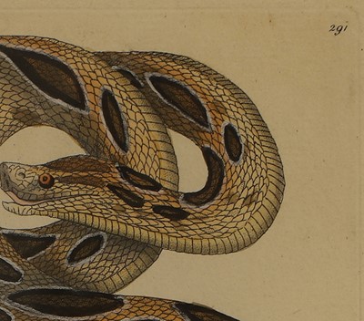 Lot 308 - Frederick Polydore Nodder (c.1751-1800) and Richard Polydore Nodder (1774-1823)
