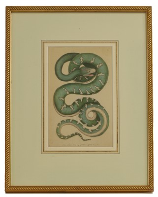 Lot 308 - Frederick Polydore Nodder (c.1751-1800) and Richard Polydore Nodder (1774-1823)