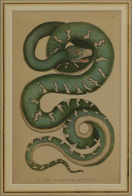 Lot 308 - Frederick Polydore Nodder (c.1751-1800) and Richard Polydore Nodder (1774-1823)