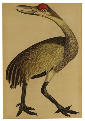 Lot 207 - A large Indian Company School painting of a sandhill crane