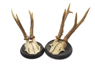 Lot 142 - Two pairs of mounted horns