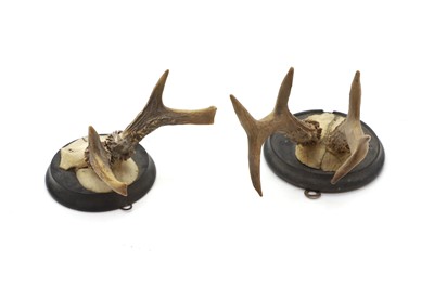 Lot 142 - Two pairs of mounted horns