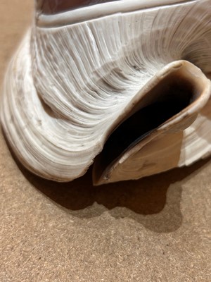 Lot 116 - A relief carved cameo conch shell