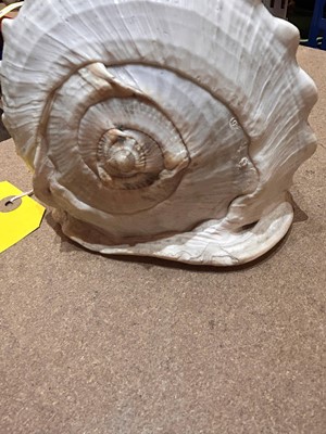 Lot 116 - A relief carved cameo conch shell