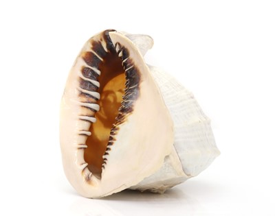 Lot 116 - A relief carved cameo conch shell