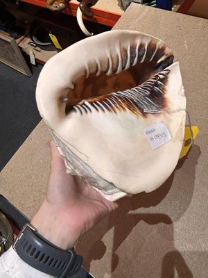 Lot 116 - A relief carved cameo conch shell