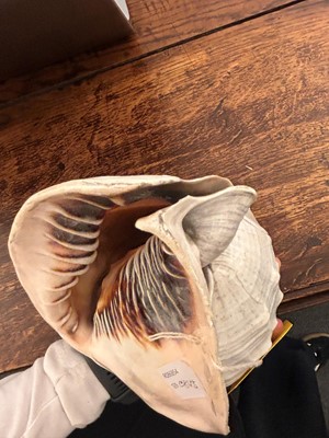 Lot 116 - A relief carved cameo conch shell