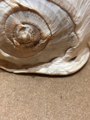 Lot 116 - A relief carved cameo conch shell