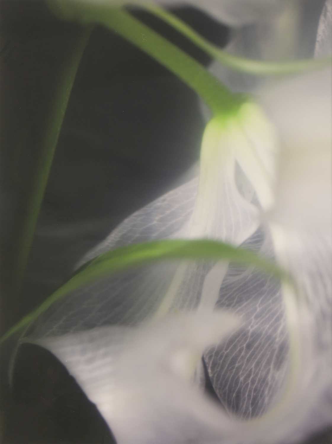 Lot 291 - Paul Schütze (Australian, b.1958)