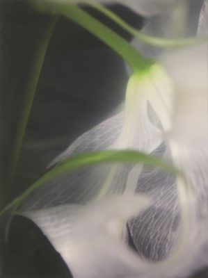 Lot 291 - Paul Schütze (Australian, b.1958)