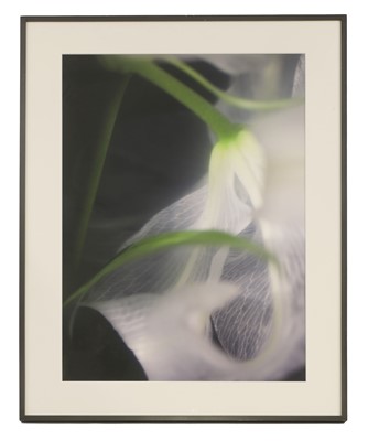 Lot 291 - Paul Schütze (Australian, b.1958)