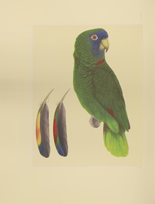 Lot 86 - BUTTERWORTH, Elizabeth (ill); LOW, Rosemary: Amazon Parrots.