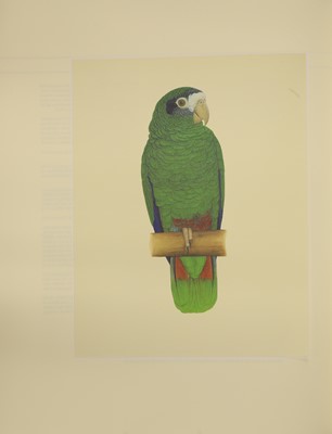 Lot 85 - BUTTERWORTH, Elizabeth (ill); LOW, Rosemary: Amazon Parrots.
