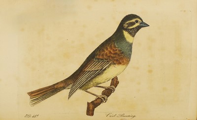 Lot 69 - (Hand coloured Plates): Montagu, George: Ornithological Dictionary