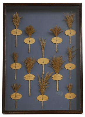 Lot 526 - A framed set of grass samples