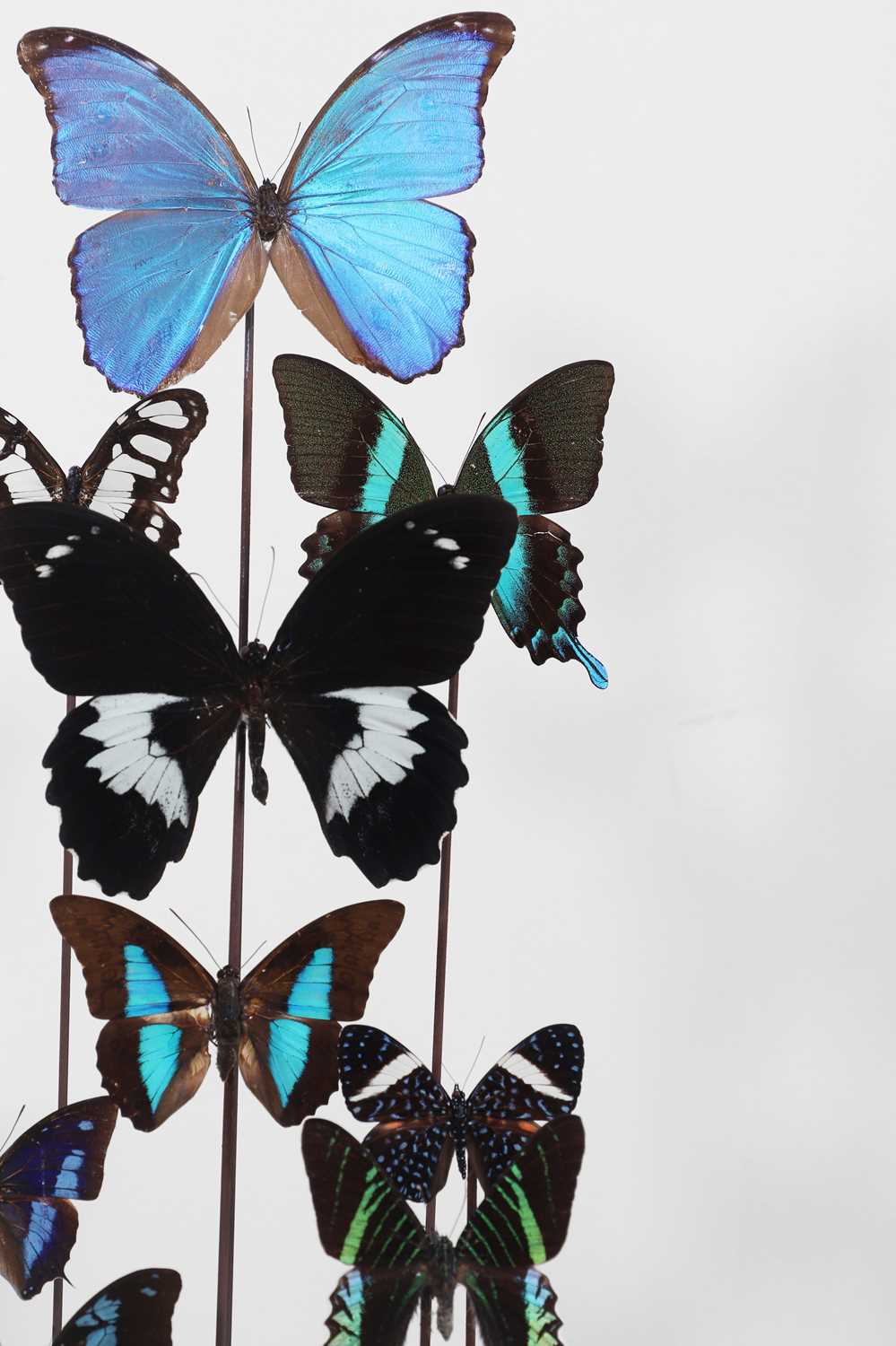 Lot 37 - Two encased butterfly displays