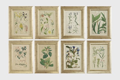 Lot 154 - A set of eight hand-coloured engravings from 'Flora Universalis'