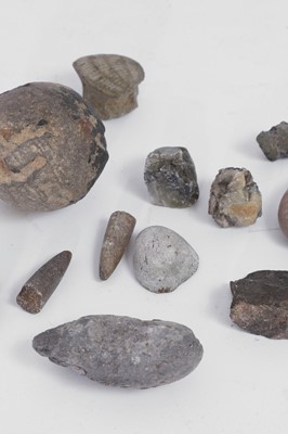 Lot 415 - A collection of various fossils and specimens
