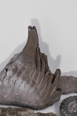 Lot 415 - A collection of various fossils and specimens