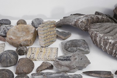 Lot 415 - A collection of various fossils and specimens