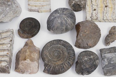 Lot 415 - A collection of various fossils and specimens