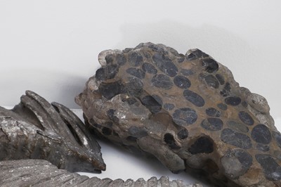 Lot 415 - A collection of various fossils and specimens