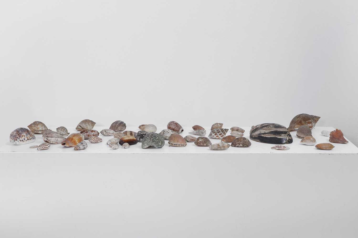 Lot 416 - A large collection of shells,
