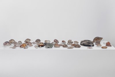 Lot 416 - A large collection of shells