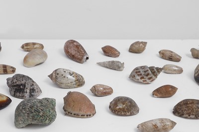 Lot 416 - A large collection of shells