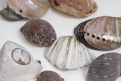 Lot 416 - A large collection of shells