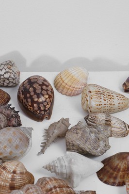 Lot 416 - A large collection of shells