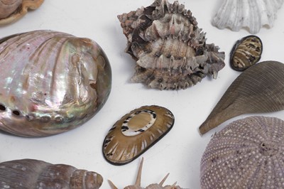 Lot 416 - A large collection of shells