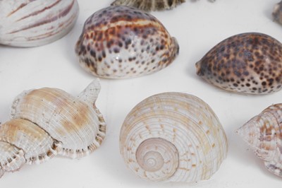 Lot 416 - A large collection of shells
