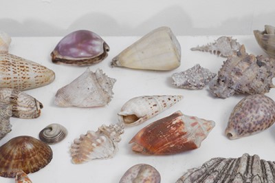 Lot 416 - A large collection of shells