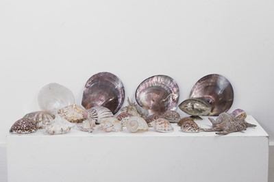 Lot 416 - A large collection of shells