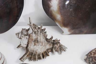 Lot 416 - A large collection of shells