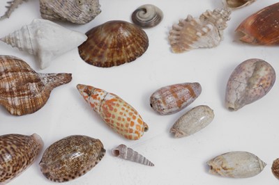 Lot 416 - A large collection of shells