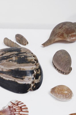 Lot 416 - A large collection of shells