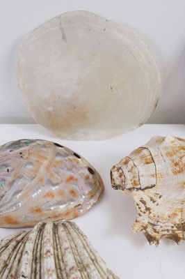 Lot 416 - A large collection of shells