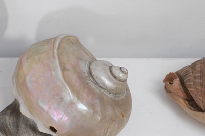 Lot 416 - A large collection of shells