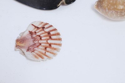 Lot 416 - A large collection of shells