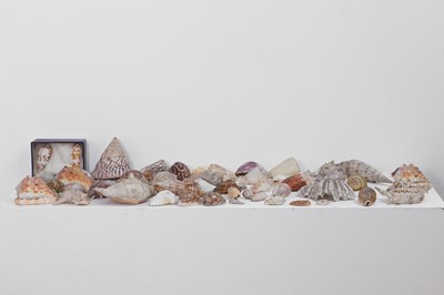 Lot 416 - A large collection of shells