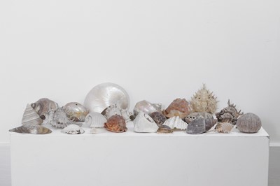 Lot 416 - A large collection of shells